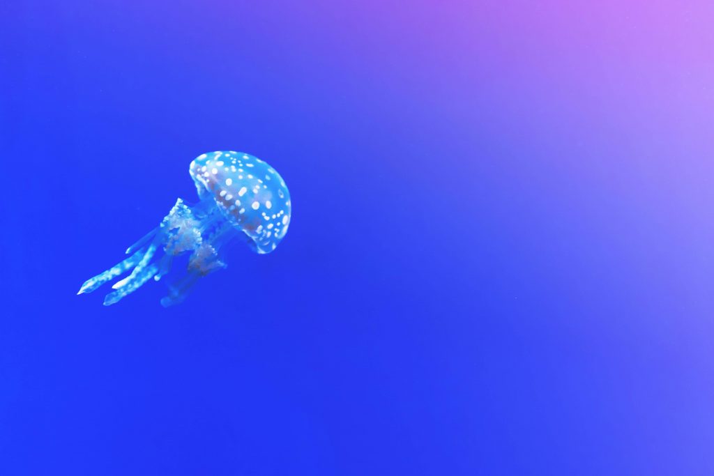 Jellyfish Blue HD Wallpaper