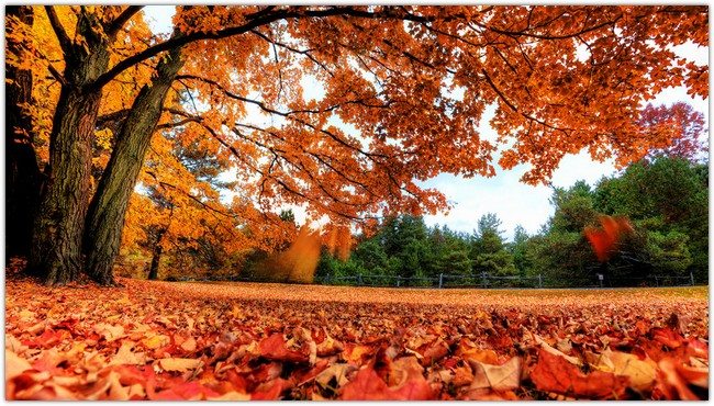 Autumn Background