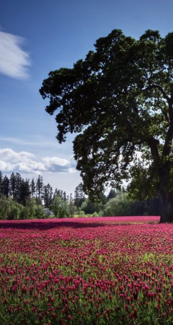 Iphone Red Flower Landscape Wallpaper