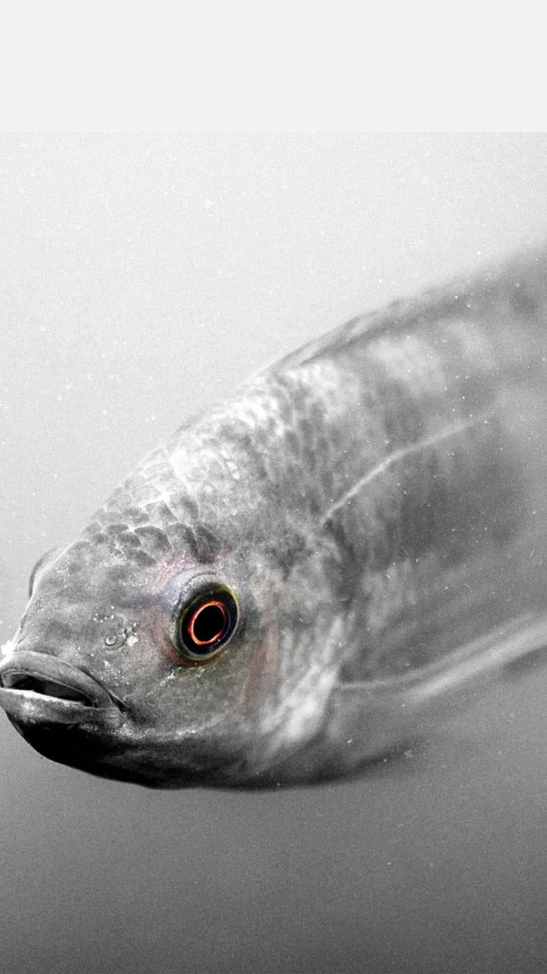 FishingTheMidWest bass fish fishing outdoor trout water HD phone  wallpaper  Peakpx