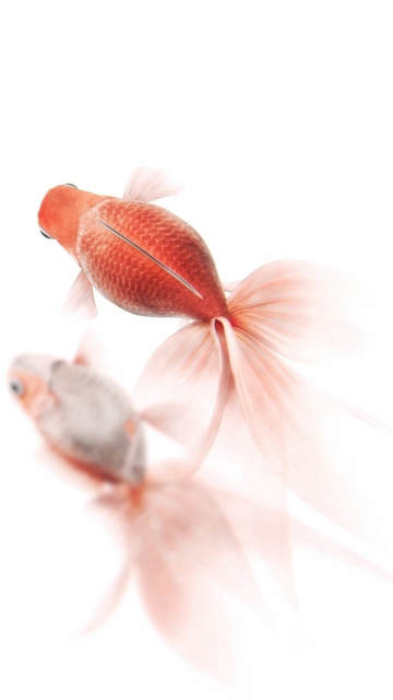 fish-colorful-swim-for-iphone