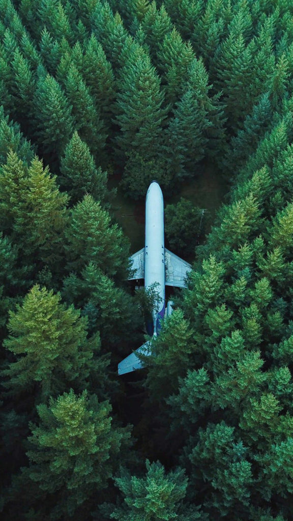 Airplane in tree