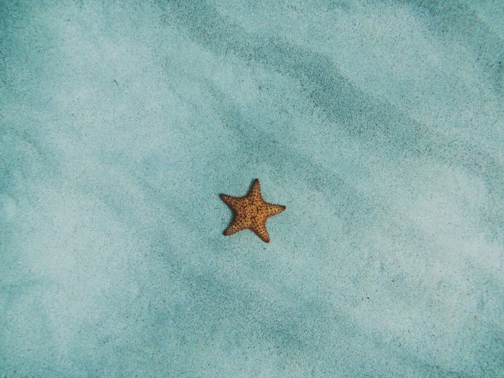 Star Fish Tumblr Backgrounds
