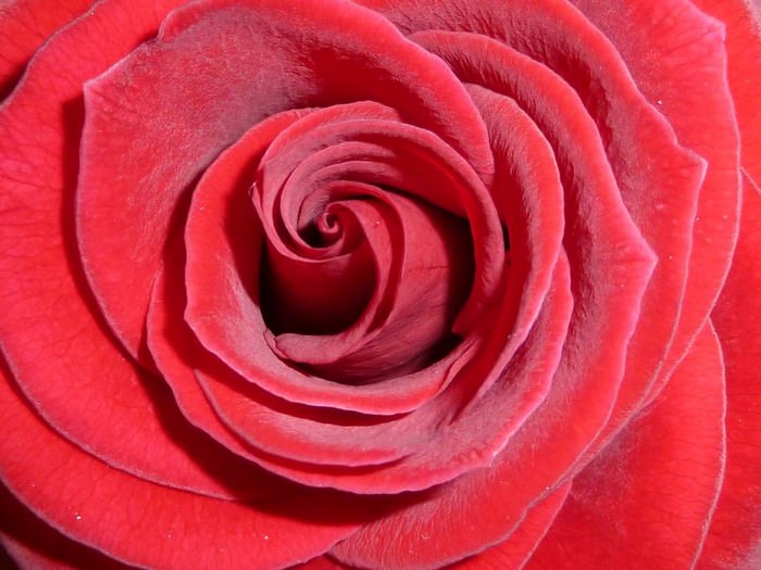 Texture Rose