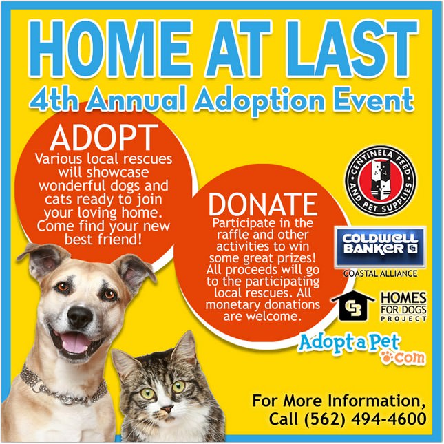 Pet Adoption Flyer template