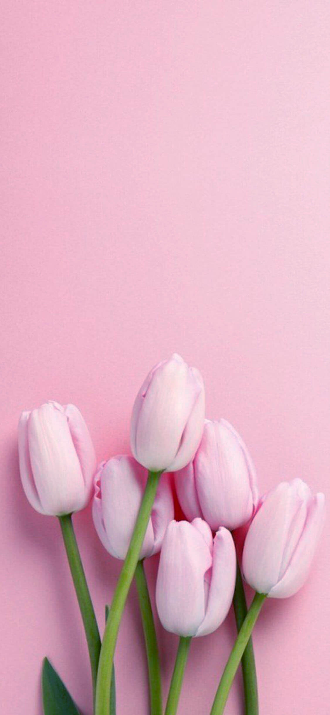 28+ Best Flowers iPhone Wallpapers & Backgrounds - Templatefor
