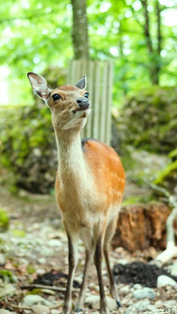 1080 × 1920 Cute Deer iPhone 6 Wallpapers