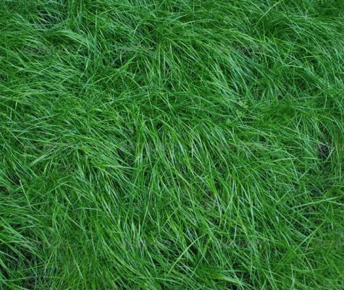 12+ Best Lawn Background Textures - Templatefor