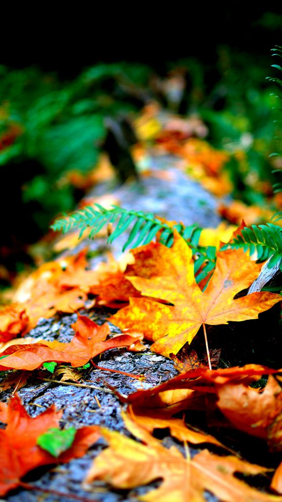 4k Autumn leaves blur iphone 8 Plus 1080 × 1920
