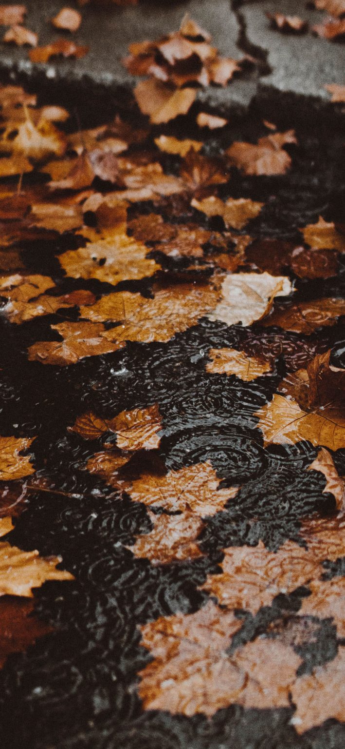 35 Best Autumn iPhone Wallpapers - Templatefor