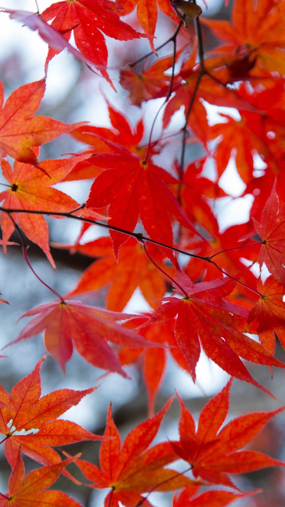 Beautiful autumn-leaves iPhone Wallpaper 1080 × 1920