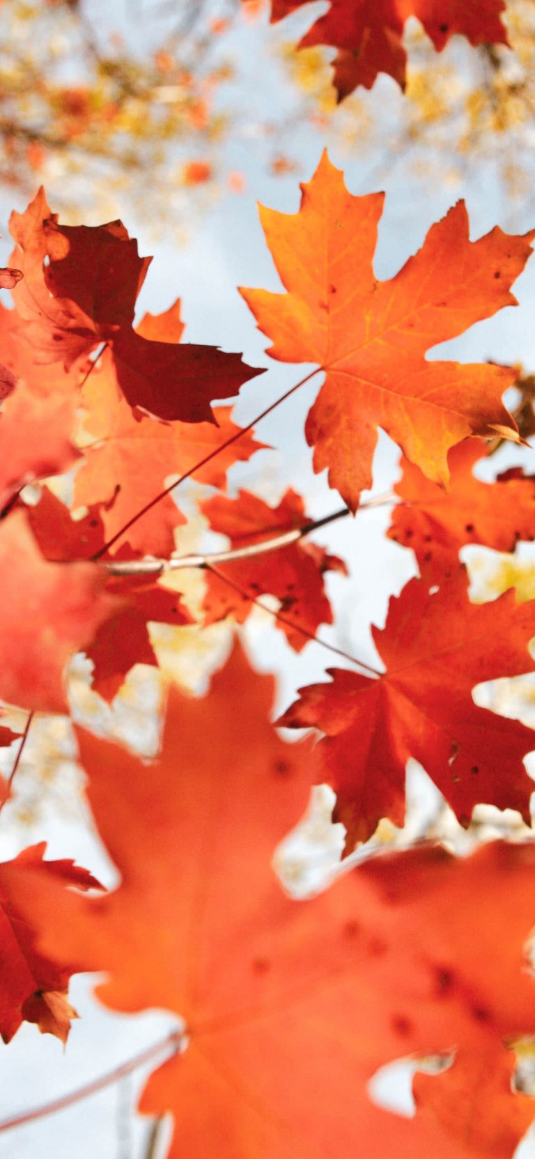 35 Best Autumn iPhone Wallpapers - Templatefor