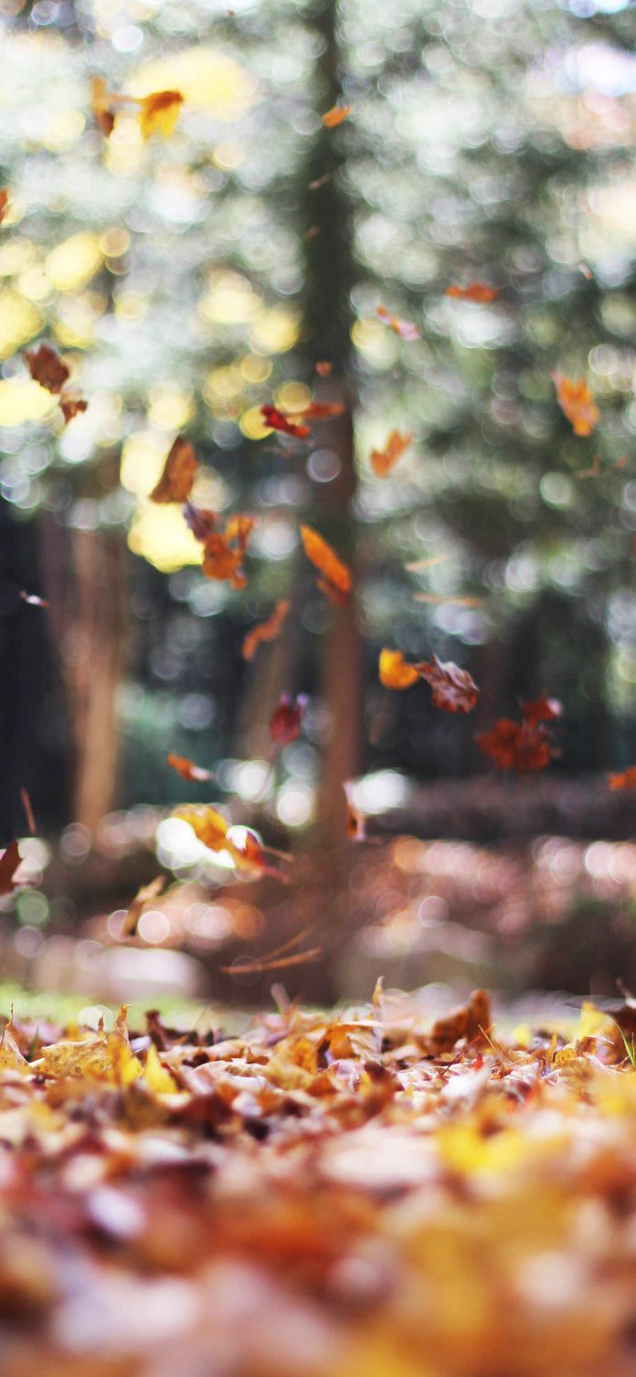 35 Best Autumn iPhone Wallpapers - Templatefor