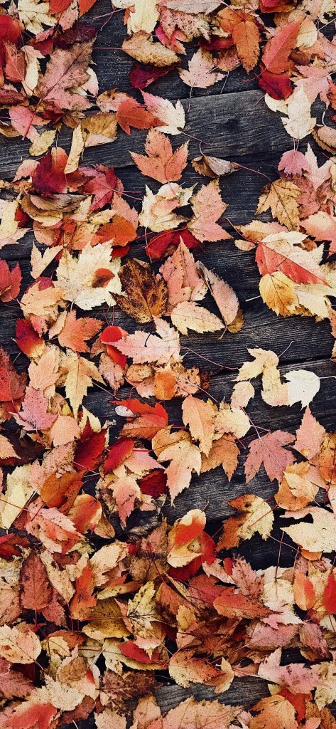 On wood Autumn iPhone 1125 × 2436