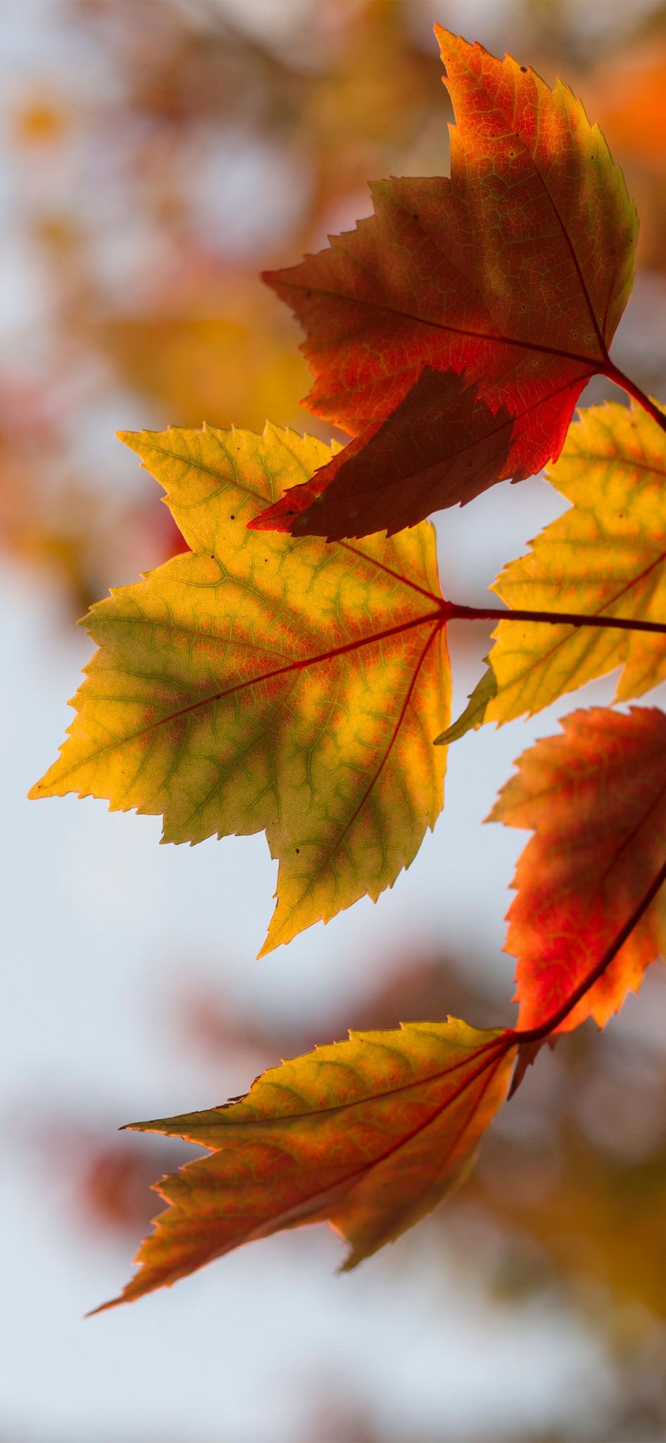 35 Best Autumn iPhone Wallpapers - Templatefor