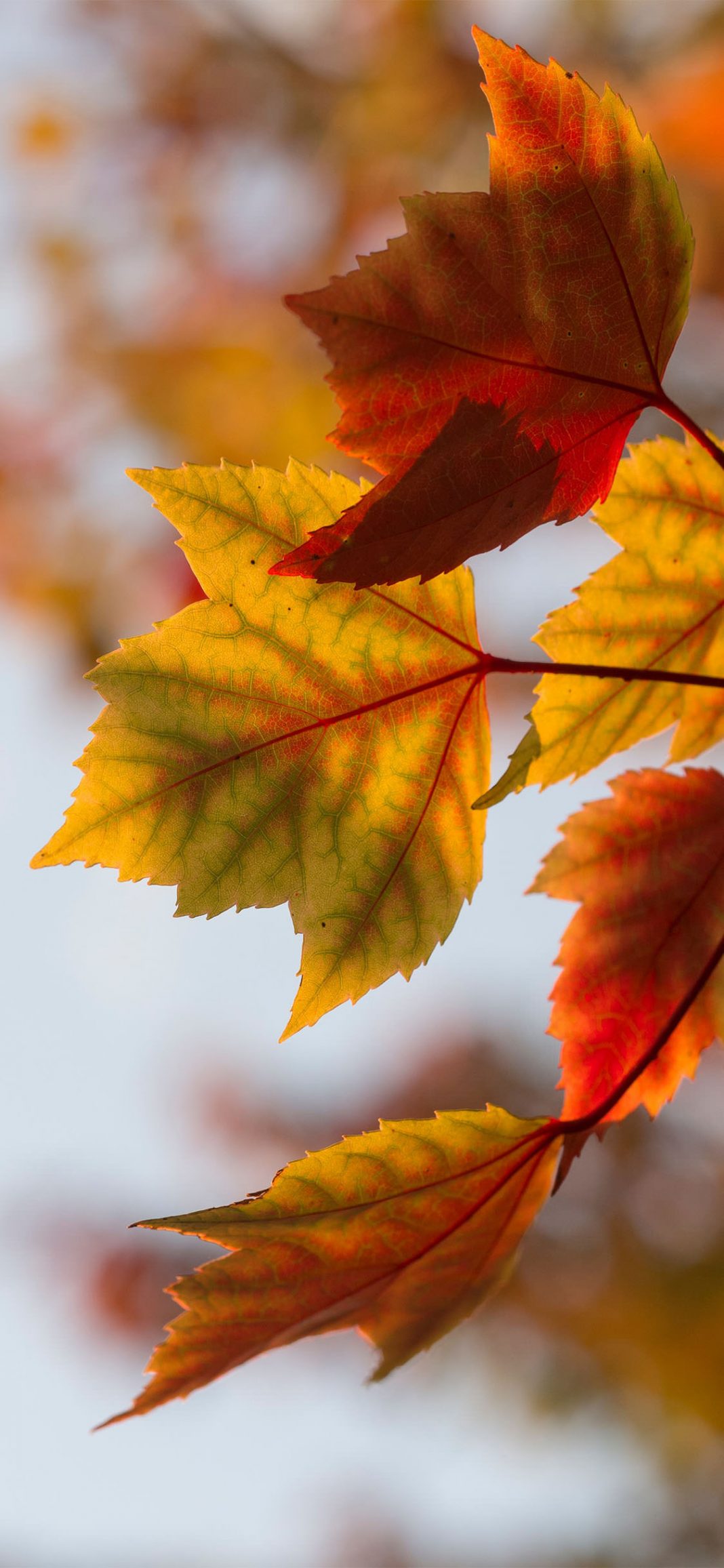 35 Best Autumn iPhone Wallpapers - Templatefor