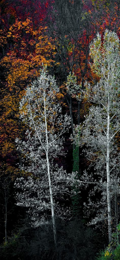 Tree Autumn iPhone Wallpaper 1125 × 2436