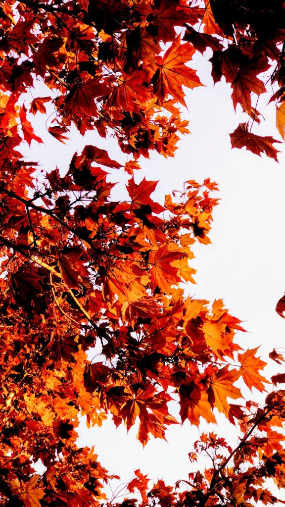 autumn-autumn-colours-autumn-leaves 1080 × 1920