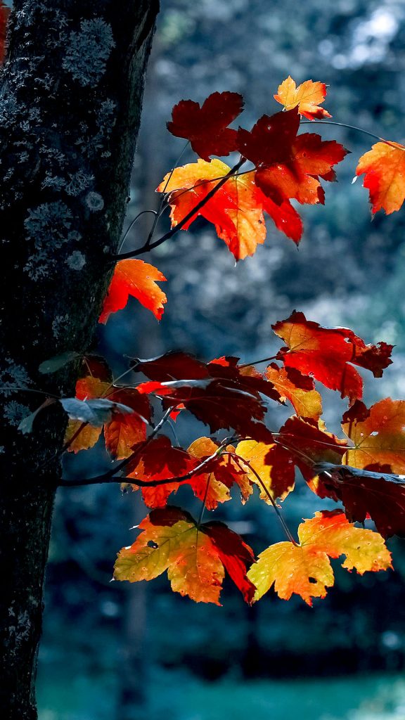 autumn leaves blur iPhone Wallpaper 1080 × 1920