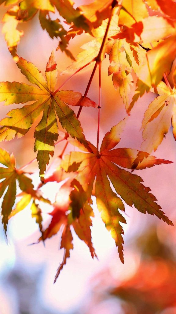 colours autumn leaves iPhone 8 Plus 1080 × 1920