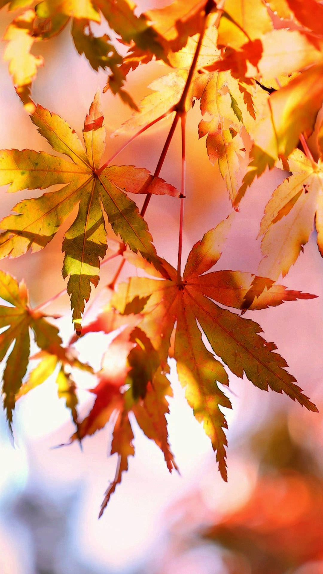 24+ Autumn Leaves Wallpaper Hd Iphone - Basty Wallpaper