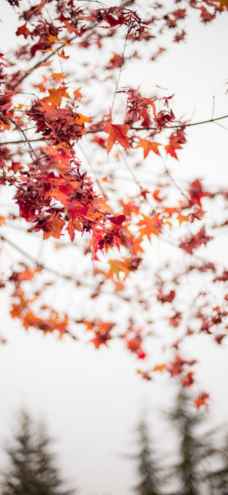 35 Best Autumn iPhone Wallpapers - Templatefor