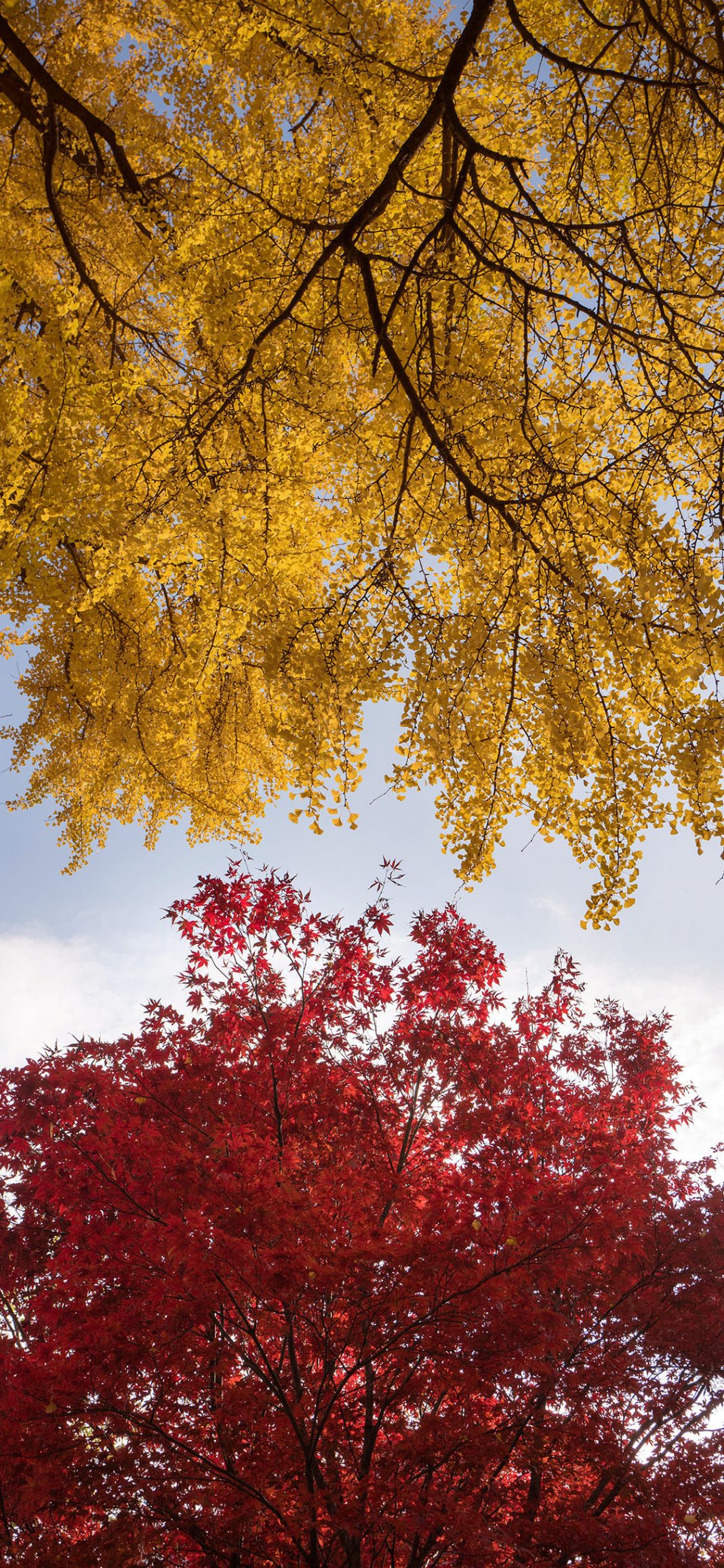 35 Best Autumn iPhone Wallpapers - Templatefor