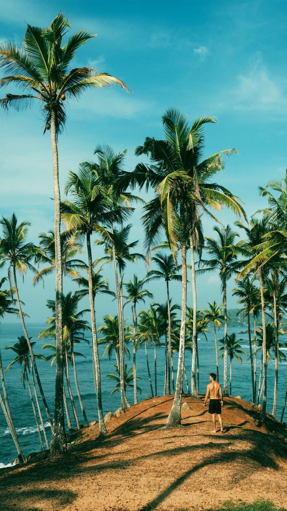 HD Beach Palm Trees 1080×1920