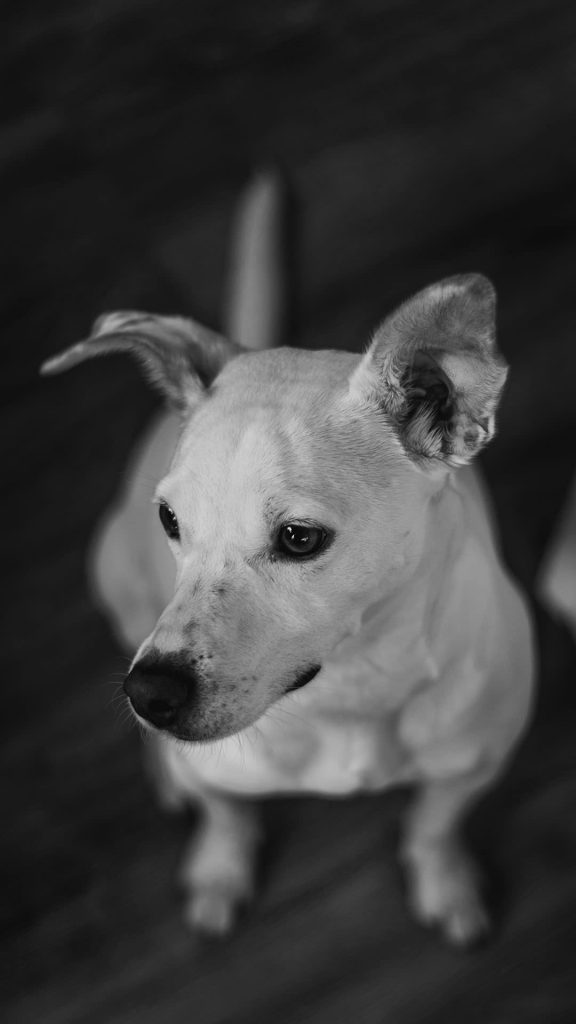 Dog black and white iphone wallpaper 1080×1920