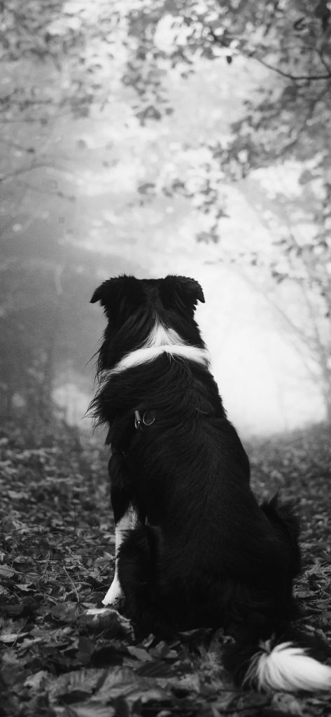 Dog black and white iphone X wallpaper 1125×2436