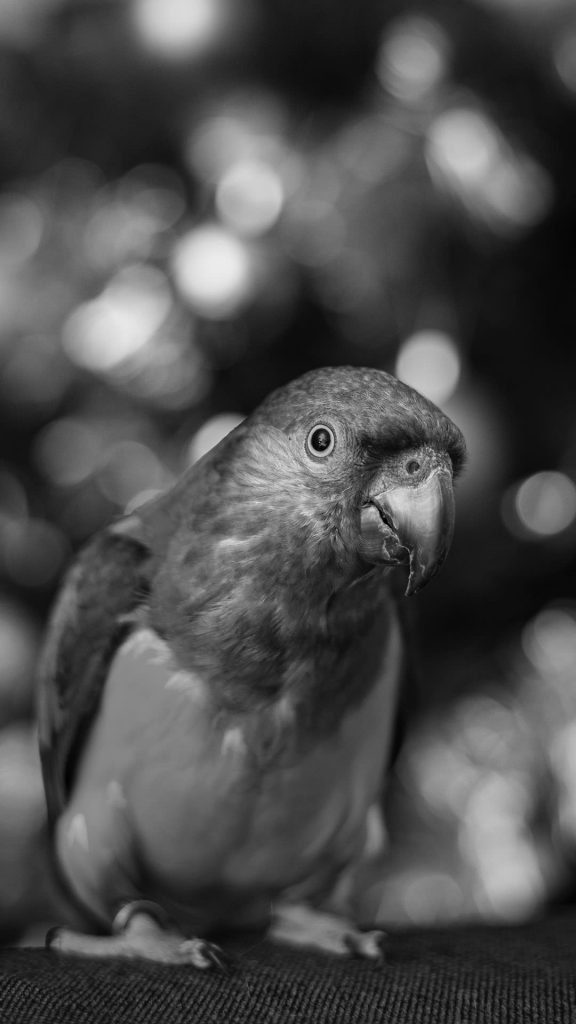 black and white parrot iphone wallpaper 1080×1920