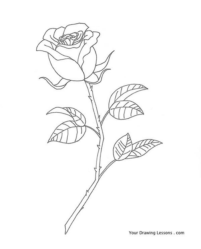 Draw A Rose