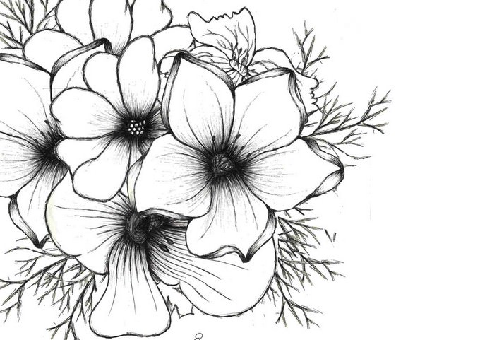 Flower Drawing Picture