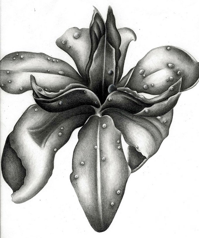 Just Another Flower Drawing