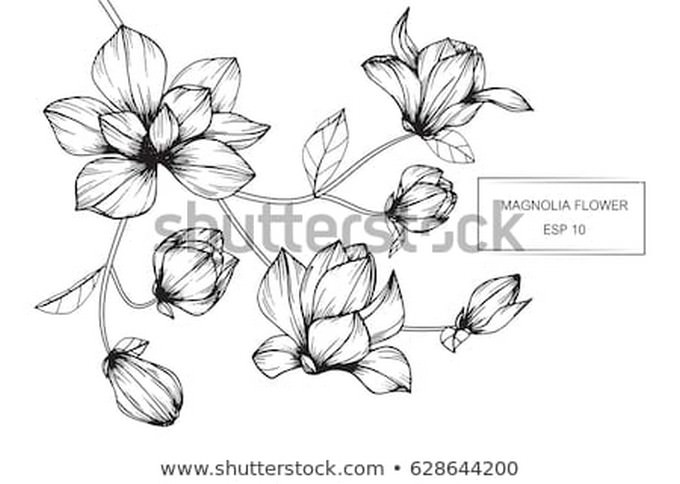 Magnolia Flowers Drawing
