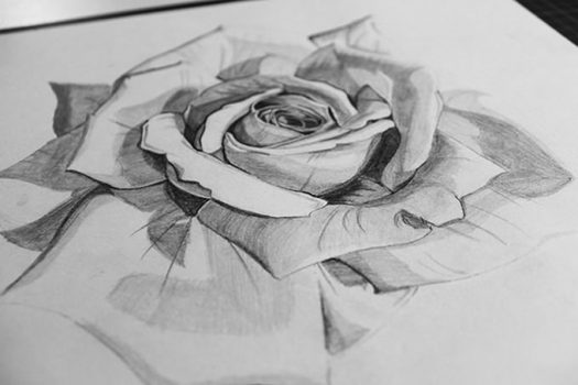 Realistic Rose Sketch Drawing