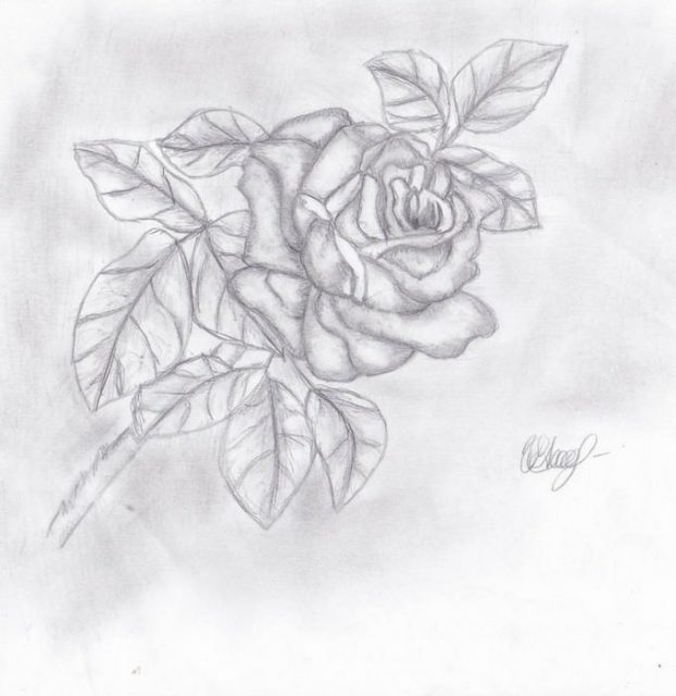 25+ Best Rose Drawings - PSD, EPS, AI Format - Templatefor