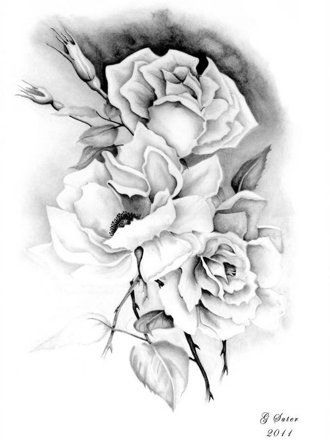 Rose Drawing by Rockinfroggi