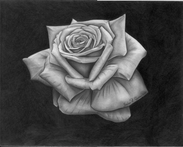 25+ Best Rose Drawings - PSD, EPS, AI Format - Templatefor