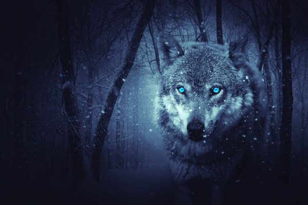23+ Amazing Wolf Backgrounds & Wallpapers - Templatefor