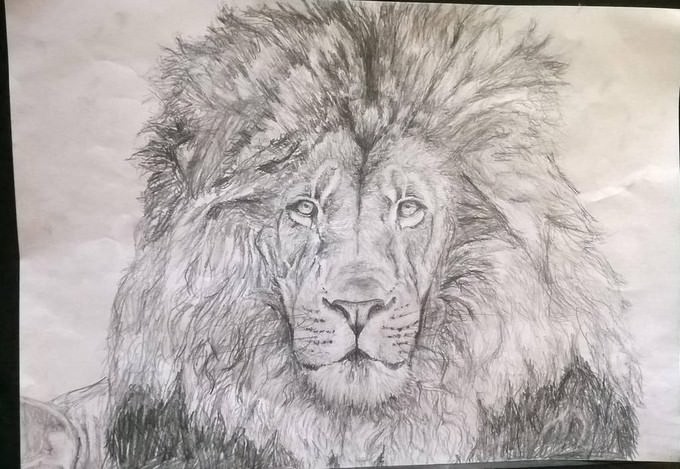 Lion Drawing 