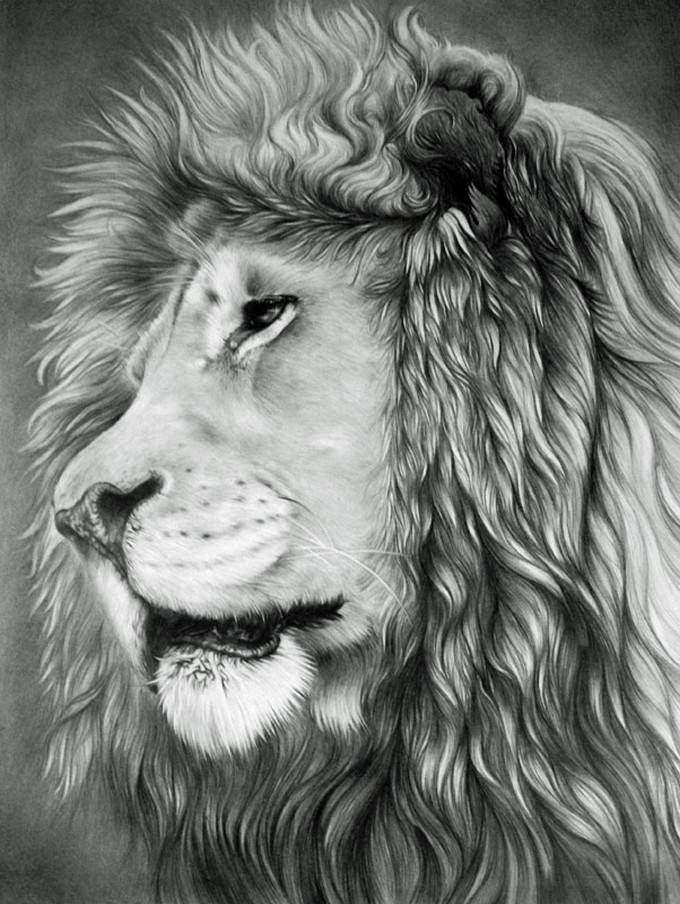 Lion Pencil Drawing