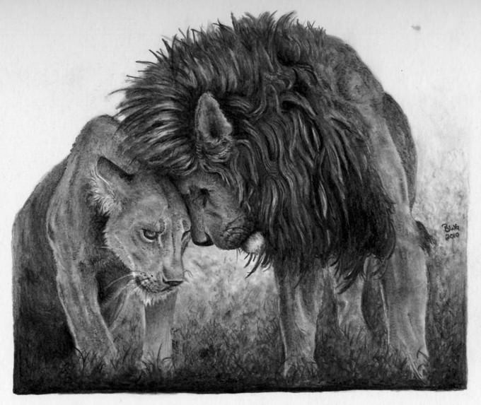 Lions in love Drawing