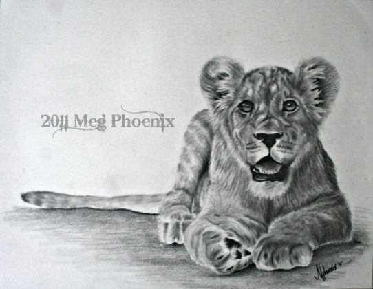 24 Best Lion Drawings Templates 2024 - Templatefor