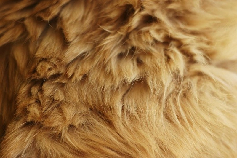 Brown Animal Fur Texture