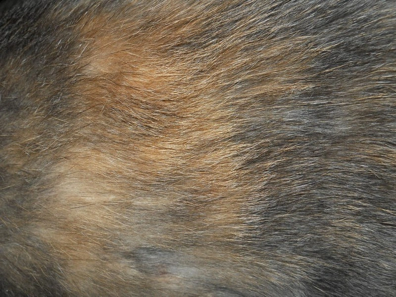 Cat Fur Texture 3