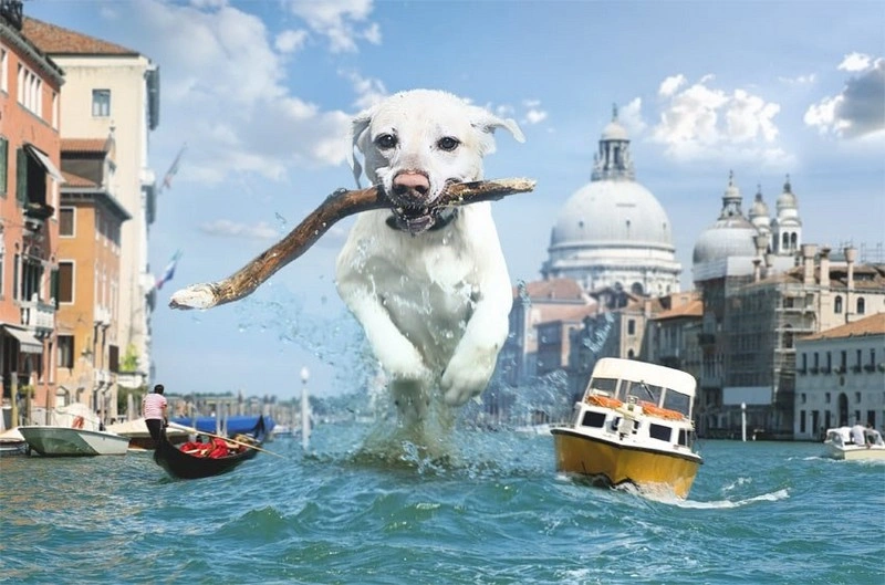 Fun Giant Dog Photo Manipulation in Photoshop
