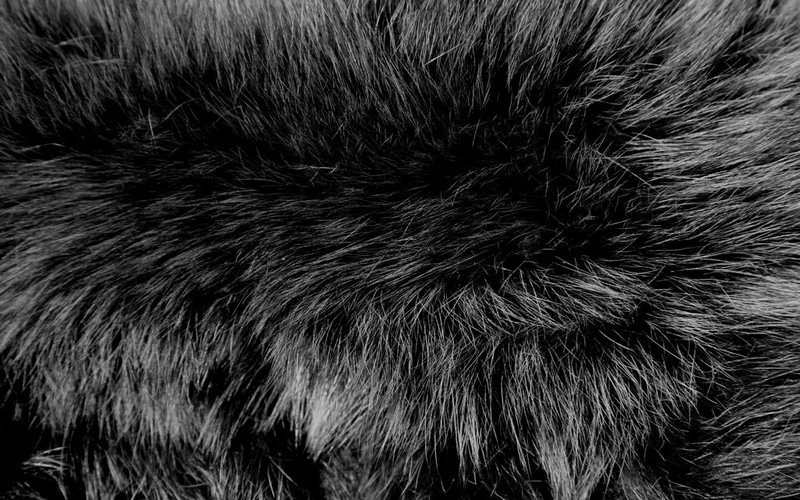 Fur Texture 7