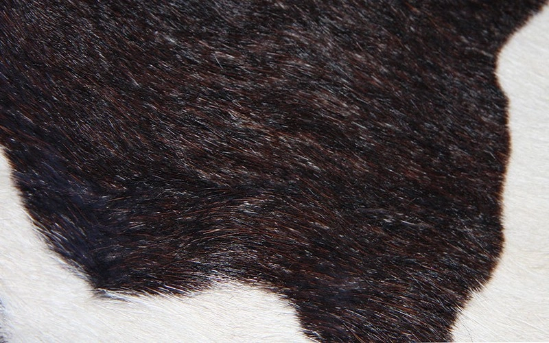 Fur Texture 9