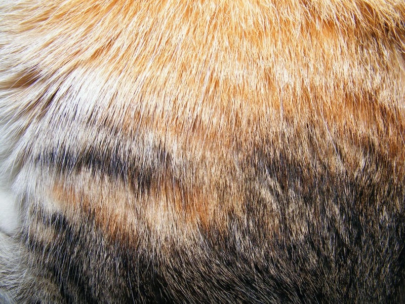 Fur Textures 03